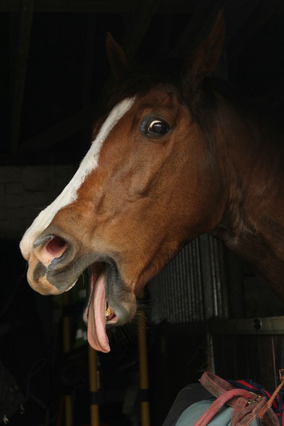 horse